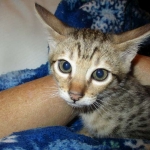 Savannah, F-6SBT, BST Female DOB 9-19-17