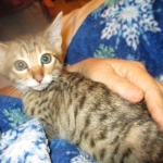 Savannah, F-6SBT, BST Female DOB 9-19-17