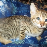 Savannah, F-6SBT, BST Female DOB 9-19-17