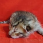 Savannah F-6SBT BST Male DOB 3-10-23