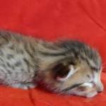 Savannah F-6SBT BST Male DOB 3-10-23