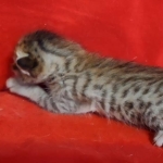 Savannah F-6SBT BST Male DOB 3-10-23