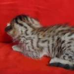 Savannah F-6SBT BST Male DOB 3-10-23