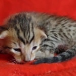 Savannah F-6SBT BST Male DOB 3-10-23