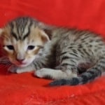 Savannah F-6SBT BST Male DOB 3-10-23