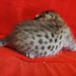 Savannah F-6SBT BST Male DOB 3-10-23