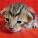 Savannah F-6SBT BST Male DOB 3-10-23