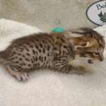 Savannah F-6SBT BST Male DOB 3-10-23