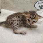 Savannah F-6SBT BST Male DOB 3-10-23