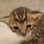 Savannah F-6SBT BST Male DOB 3-10-23