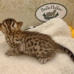 Savannah F-6SBT BST Male DOB 3-10-23