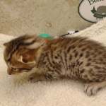 Savannah F-6SBT BST Male DOB 3-10-23