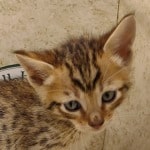 Savannah F-6SBT BST Male DOB 3-10-23