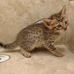 Savannah F-6SBT BST Male DOB 3-10-23