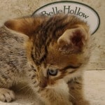 Savannah F-6SBT BST Male DOB 3-10-23