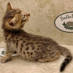 Savannah F-6SBT BST Male DOB 3-10-23