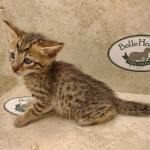 Savannah F-6SBT BST Male DOB 3-10-23