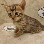 Savannah F-6SBT BST Male DOB 3-10-23