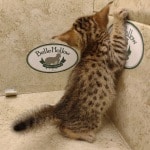 Savannah F-6SBT BST Male DOB 3-10-23