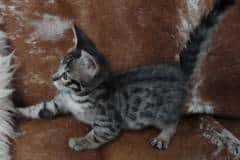 Duke Savannah F-6SBT BST Male DOB 10-15-22