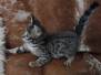 Duke Savannah F-6SBT BST Male DOB 10-15-22