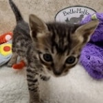 Savannah F-6SBT BST male DOB 10-15-22