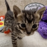 Savannah F-6SBT BST male DOB 10-15-22