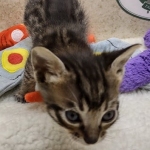 Savannah F-6SBT BST male DOB 10-15-22