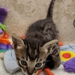 Savannah F-6SBT BST male DOB 10-15-22