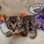 Savannah F-6SBT BST male DOB 10-15-22