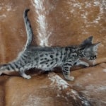 Savannah F-6SBT BST male DOB 10-15-22