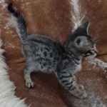 Savannah F-6SBT BST male DOB 10-15-22