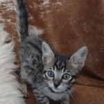 Savannah F-6SBT BST male DOB 10-15-22