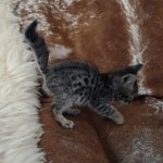 Savannah F-6SBT BST male DOB 10-15-22