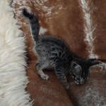 Savannah F-6SBT BST male DOB 10-15-22