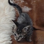 Savannah F-6SBT BST male DOB 10-15-22