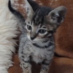 Savannah F-6SBT BST male DOB 10-15-22