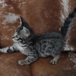 Savannah F-6SBT BST male DOB 10-15-22