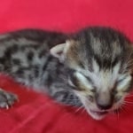 Savannah F-6SBT BST male DOB 10-15-22