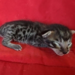 Savannah F-6SBT BST male DOB 10-15-22