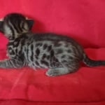 Savannah F-6SBT BST male DOB 10-15-22