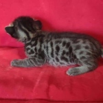 Savannah F-6SBT BST male DOB 10-15-22