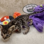 Savannah F-6SBT BST male DOB 10-15-22