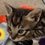 Savannah F-6SBT BST male DOB 10-15-22