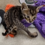 Savannah F-6SBT BST male DOB 10-15-22