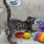 Savannah F-6SBT BST male DOB 10-15-22