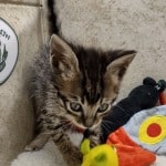 Savannah F-6SBT BST male DOB 10-15-22