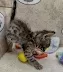 Savannah F-6SBT BST male DOB 10-15-22