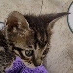 Savannah F-6SBT BST male DOB 10-15-22