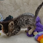 Savannah F-6SBT BST male DOB 10-15-22